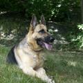 https://it.holidog.com/ImagesPetSitters/94A5F127-1605-4966-864D-5035BA83D8AF_square_120.jpg Qua-la-zampa--702-2