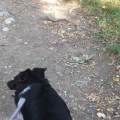 https://it.holidog.com/ImagesPetSitters/94DEED26-E4DD-4F09-8E8F-9ECA7806B342_square_120.jpg 137256-2