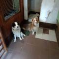 Casa-vacanze-per-cani-e-gatti--321999-3