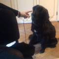 https://it.holidog.com/ImagesPetSitters/950EEACC-C727-423A-9531-806422B3D8F5_square_120.jpg Michi&Bau-108079-1