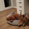 https://it.holidog.com/ImagesPetSitters/9510C603-E1BF-4126-8223-92C024B79487_square_120.jpg --111214-3