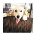 https://it.holidog.com/ImagesPetSitters/95211722-54C1-4014-8764-CA6E18A23DA7_square_120.jpg Amo-cani-e-gatti-133948-0