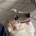 https://it.holidog.com/ImagesPetSitters/96527E2D-1751-4795-B781-B93601D89441_square_120.jpg Amore-per-gli-animali-368175-1