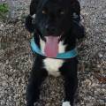 https://it.holidog.com/ImagesPetSitters/97E06ACE-B3BE-4C68-BF95-D3199E26F985_square_120.jpg Chi-trova-un-cane-trova-un-tesoro!--86123-0