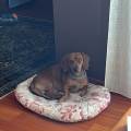 https://it.holidog.com/ImagesPetSitters/985D8424-4301-4B3F-9085-AE351A8C8CC9_square_120.jpg 370313-3
