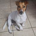 https://it.holidog.com/ImagesPetSitters/992112FB-74B1-4DDB-A441-B53AE7BC1943_square_120.jpg Il-tuo-PET-nelle-mani-giuste!-379790-3