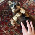 https://it.holidog.com/ImagesPetSitters/9A73BAB5-D6D5-4854-94D4-440A1C5AEC50_square_120.jpg 391822-1