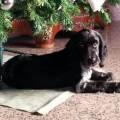 https://it.holidog.com/ImagesPetSitters/9AD4B900-AF18-40C4-8B62-BD472523F7B8_square_120.jpg Amica-degli-animali-81121-2