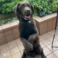 https://it.holidog.com/ImagesPetSitters/9AECED8E-4BF4-40F3-B9EE-29A417552F5F_square_120.jpg Il-Pastorello-Cinofilo-402381-1
