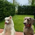 https://it.holidog.com/ImagesPetSitters/9AF514C8-7C16-4AF3-9B4C-D402D5860E87_square_120.jpg 391506-1