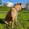 https://it.holidog.com/ImagesPetSitters/9BAB1077-74B7-41EB-828F-06592B42DC78_square_120.jpg Ciao-a-tutti!-367592-3