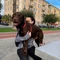 https://it.holidog.com/ImagesPetSitters/9D966332-FE0E-4B2D-91BE-D7B5E361077C_square_120.jpg Non-solo-Petsitter-369044-0