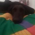 https://it.holidog.com/ImagesPetSitters/A2EBE4BC-1221-41FD-BF50-FEEF64CE3B1A_square_120.jpg Amante-dei-cani-82383-1