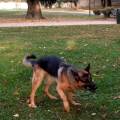 https://it.holidog.com/ImagesPetSitters/A31AD5ED-A79F-4E19-917C-DC73D93A7F1F_square_120.jpg Amore-e-passeggiate-per-pelosetti!-140743-3