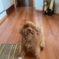 https://it.holidog.com/ImagesPetSitters/A3A1E1FE-7469-443D-8BF6-91668F28B6CF_square_120.jpg Studentessa-medicina-veterinaria--329006-2