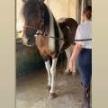Vet-Nurse-certificata--405392-1