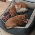 PET-SITTER-A-DOMICILIO-311902-2