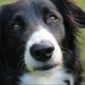 https://it.holidog.com/ImagesPetSitters/A49E39C9-80D2-4AEF-B597-911109DDA97D_square_120.jpg Relax-34608-0