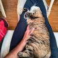 https://it.holidog.com/ImagesPetSitters/A521C803-3ABA-4B76-A69E-71CE85215D59_square_120.jpg Pet-sitter-disponibile-a-Padova-384380-1