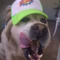 https://it.holidog.com/ImagesPetSitters/A6056D27-F183-42BC-BB0B-9F5237C1C58A_square_120.jpg Pet-Sitter-Affidabile-368684-3