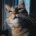 https://it.holidog.com/ImagesPetSitters/A69C73BB-57F0-4C6A-9A83-FC8D13DCAF2C_square_120.jpg La-tua-petsitter-di-fiducia-392036-1