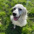 https://it.holidog.com/ImagesPetSitters/A7A081E0-2115-4524-B908-1750B718312D_square_120.jpg 370405-1
