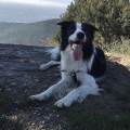 Petsitter---128777-3