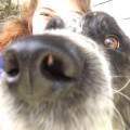 https://it.holidog.com/ImagesPetSitters/A922B13B-1E31-4AF7-80FA-BFDFB373ADA0_square_120.jpg Ragazza-appassionata-di-animali-120686-2