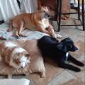 https://it.holidog.com/ImagesPetSitters/AC787FB6-C85E-4E67-B7FB-D9BD08029D5B_square_120.jpg animal-friend-276322-0