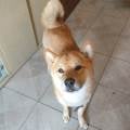 DOG-SITTER---Paradiso-per-pet-275532-2