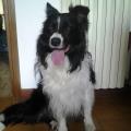 https://it.holidog.com/ImagesPetSitters/B0E62947-E26C-4D6E-B8A3-D62B134ADAF0_square_120.jpg PO-23179-2