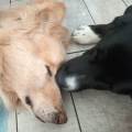 https://it.holidog.com/ImagesPetSitters/B16879FE-329D-4F4B-A75D-9FCEB1266577_square_120.jpg 375784-3