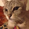 Purrfect-Petsitter-30991-2