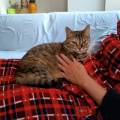 https://it.holidog.com/ImagesPetSitters/B3F28FD1-EEF0-40AB-B93C-799FFB5B22D0_square_120.jpg Pet-sitter-disponibile-a-Padova-384380-0