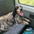 divertirsi-in-compagnia🐕🐈‍⬛🐇🐢…-241145-1