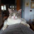 https://it.holidog.com/ImagesPetSitters/B656306A-FA6A-46C2-818B-A8E16151911D_square_120.jpg Petsitter-a-domicilio-392118-3