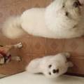 https://it.holidog.com/ImagesPetSitters/B820CCBA-DEAA-4841-95ED-154FD638E144_square_120.jpg amo-gli-animali-😍-159153-0