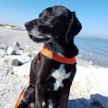Tanto-Amore-per-i-tuoi-animali-112352-2