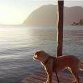 https://it.holidog.com/ImagesPetSitters/B9457B0C-9945-460C-8D60-C7AB5C7B30CA_square_120.jpg --315959-2