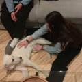 https://it.holidog.com/ImagesPetSitters/BA10E8A4-B7BE-46BD-8B0E-966655FA0CD4_square_120.jpg 410884-1