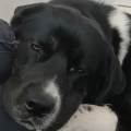 https://it.holidog.com/ImagesPetSitters/BA174DAC-D9AD-404D-A012-82C2E54C9E37_square_120.jpg 375784-1