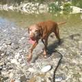 https://it.holidog.com/ImagesPetSitters/BB573FC0-F6D4-4E30-BF13-3F6005778E71_square_120.jpg Dog-sitter-con-passione-138505-2