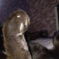 https://it.holidog.com/ImagesPetSitters/BB64061A-5705-4439-9CB9-7DFA630AAFEA_square_120.jpg Pet-Sitter-a-domicilio--per-animali-230450-0