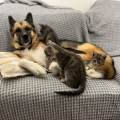https://it.holidog.com/ImagesPetSitters/BBE2F46F-BEDF-448D-B78D-3FFFA8110FBB_square_120.jpg 16453-2