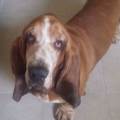 https://it.holidog.com/ImagesPetSitters/BC769CBE-5CD2-4577-8CAE-620705D02E19_square_120.jpg animalandia--59250-0