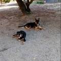 https://it.holidog.com/ImagesPetSitters/BCD47F70-4032-4319-BD0E-4C6BEB57F360_square_120.jpg Pet-Paradise-371665-0