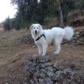 amore-e-rispetto-per-gli-animali-9647-0