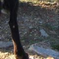 https://it.holidog.com/ImagesPetSitters/BD67E25F-CBF5-4D91-B30C-5CF6BB8F52D0_square_120.jpg 15222-3