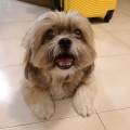 https://it.holidog.com/ImagesPetSitters/BEA2332C-9691-40E8-B781-F4F50055BF14_square_120.jpg Pronto-per-una-passeggiata?-387622-2