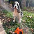 https://it.holidog.com/ImagesPetSitters/BEACC0AC-C56A-4AA7-A5BF-8E4C8876ECC7_square_120.jpg Sweet-home-per-i-tuoi-pets-120416-3